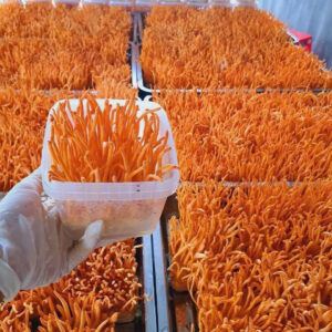 ĐÔNG TRÙNG HẠ THẢO TƯƠI - Sức mạnh từ thiên nhiên